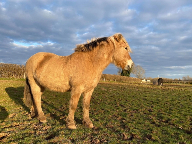  De beaux chevaux