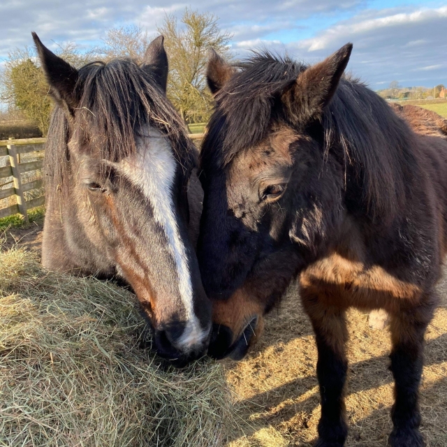  Te enamorarás de nuestros caballos