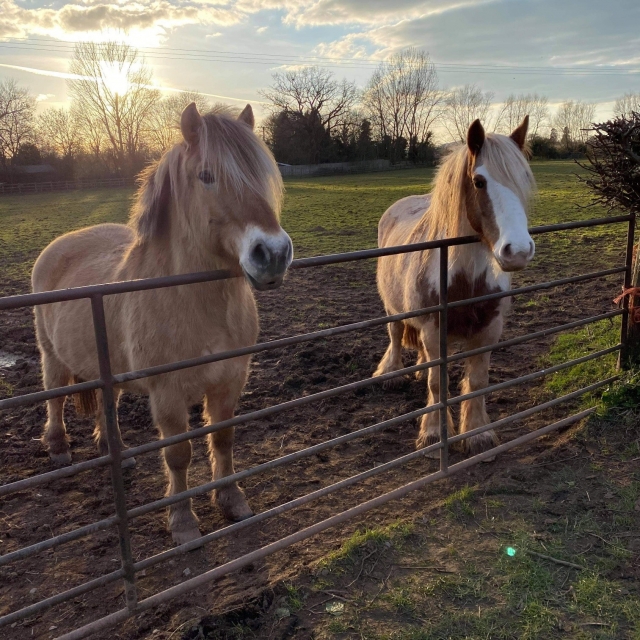  Ven a conocer nuestros encantadores caballos 