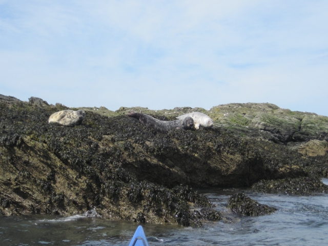  Anglesey Wildlife