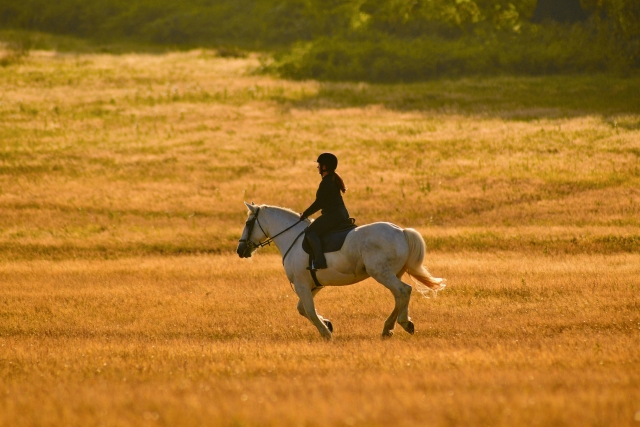 Riding free in the field at golden hour