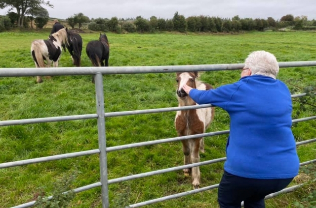  Treffen Sie unsere Pferde in Londonderry 