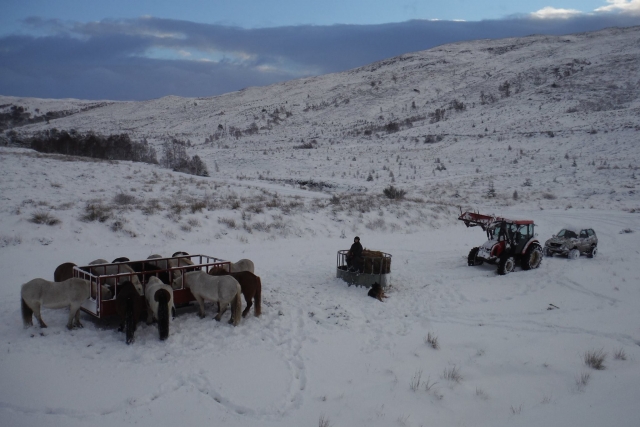 Chevaux se reposant avant de redescendre 