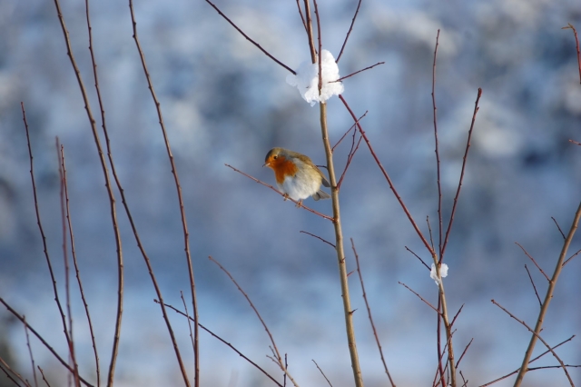 Oiseaux qui vous accueilleront lorsque vous atteindrez le sommet 