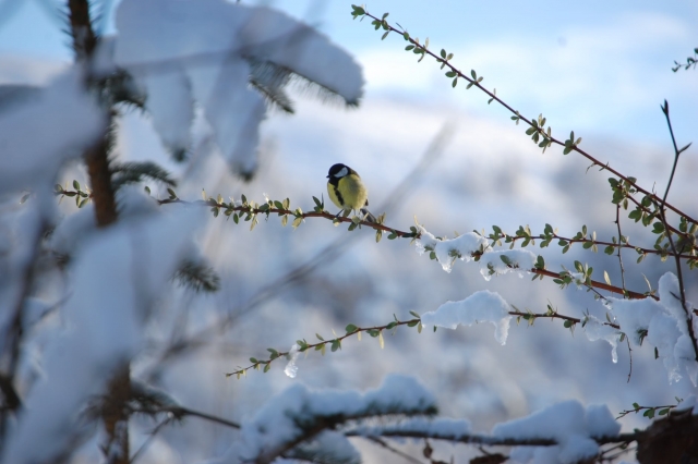  Oiseau à Cougie