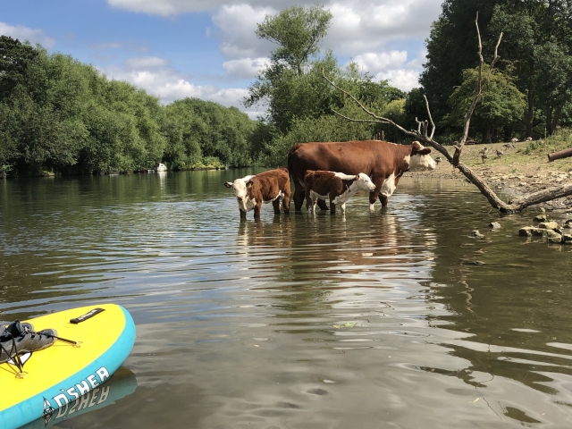  Entdecken Sie die heimische Tierwelt 