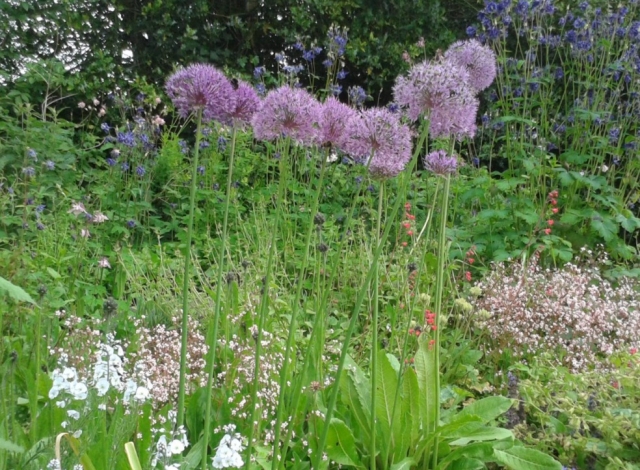  Fiori ovunque