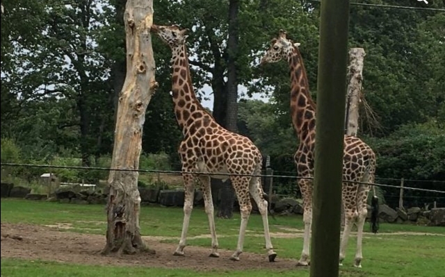 Spot the giraffes