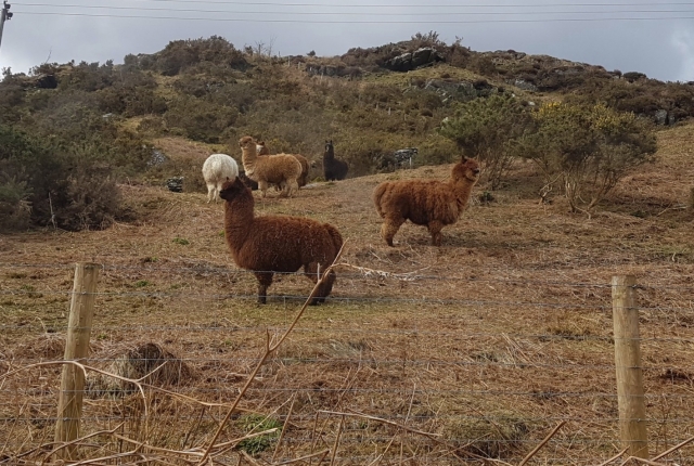 Lovely llamas