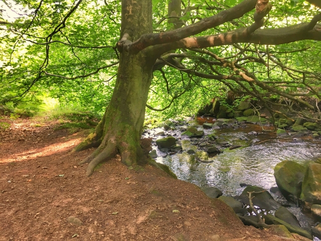  Profitez de votre randonnée en forêt 