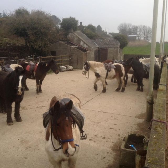  Pony Trekking es divertido