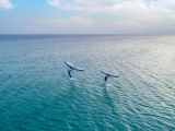 Sessione di Wingsurf 1:1 sul fiume Plym, 2 ore