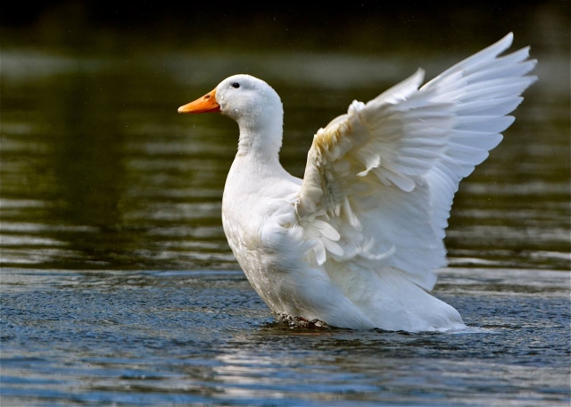  Bellissimo cigno