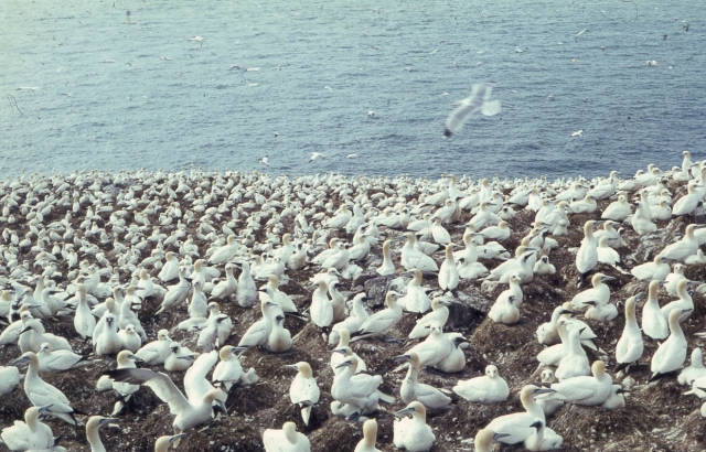 Gannets on Grassholm