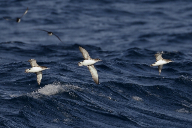 Seabirds galore