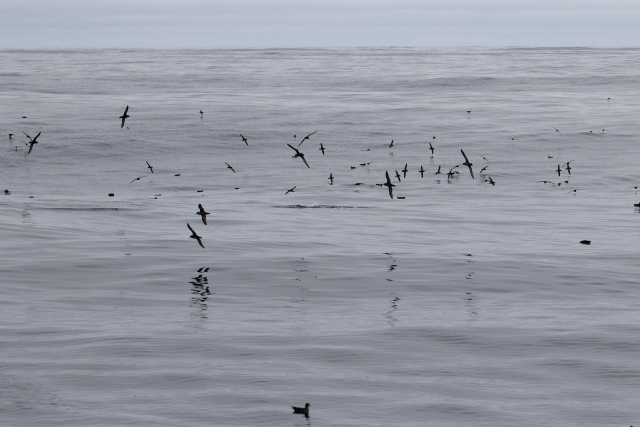  Naviguer avec Shearwaters