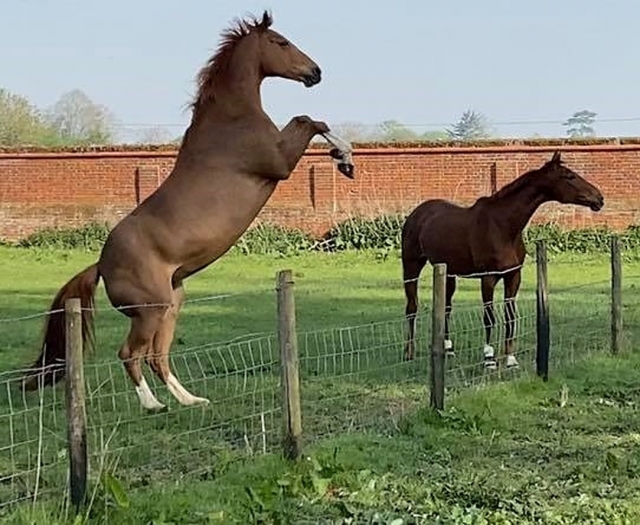  I nostri bellissimi e amorevoli cavalli 
