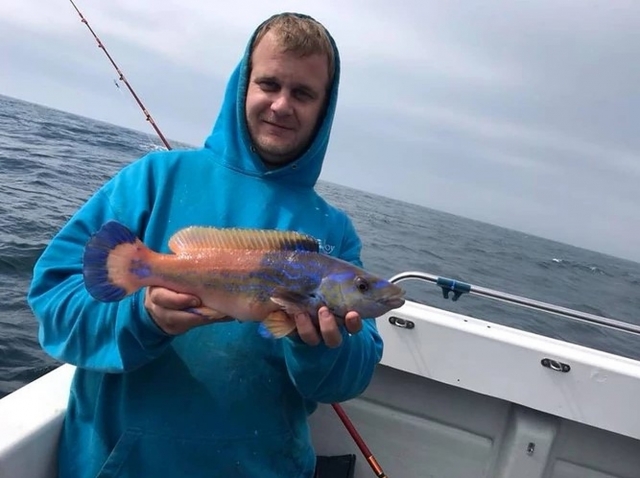  Kuckucks-Lippfisch ist ein wunderschöner, giftig aussehender Fisch 
