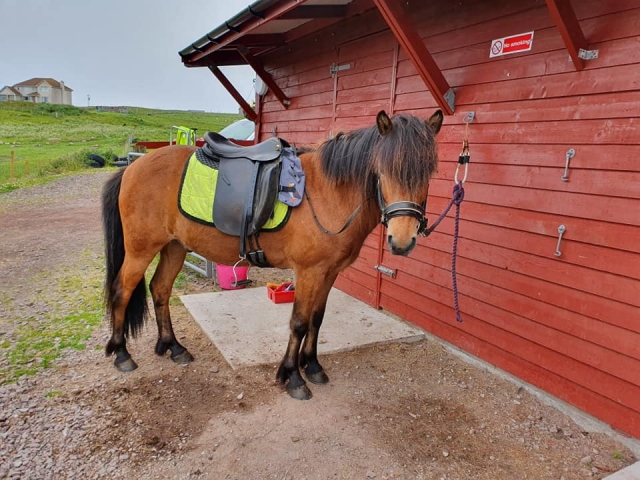 Você vai adorar nossos cavalos 