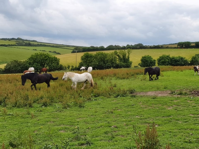 We love your friendly horses