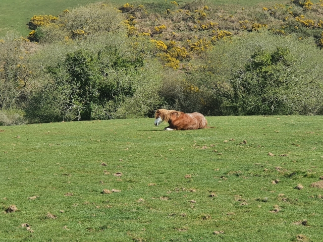 We train our horses everyday