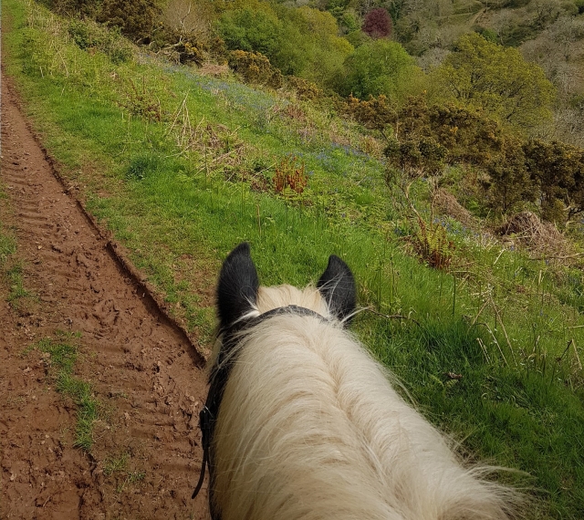Trekking sessions in Devon