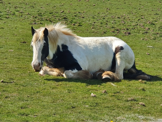 Our horses are the best