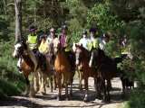 在阿什当森林 (Ashdown Forest) 骑马 75 分钟