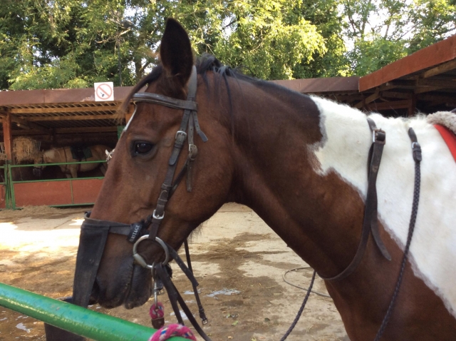 Our gorgeous Apache!