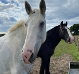 Horse Hacking Session (7+yrs) at New Forest 1h