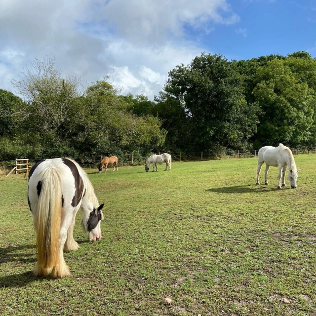  Wandertouren in New Forest 