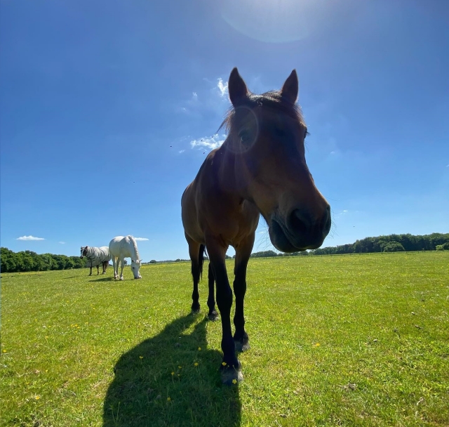 Neugieriges Pferd 