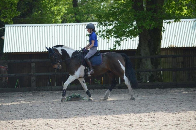  Clases de Equitación en New Forest 