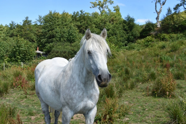 Beau cheval 