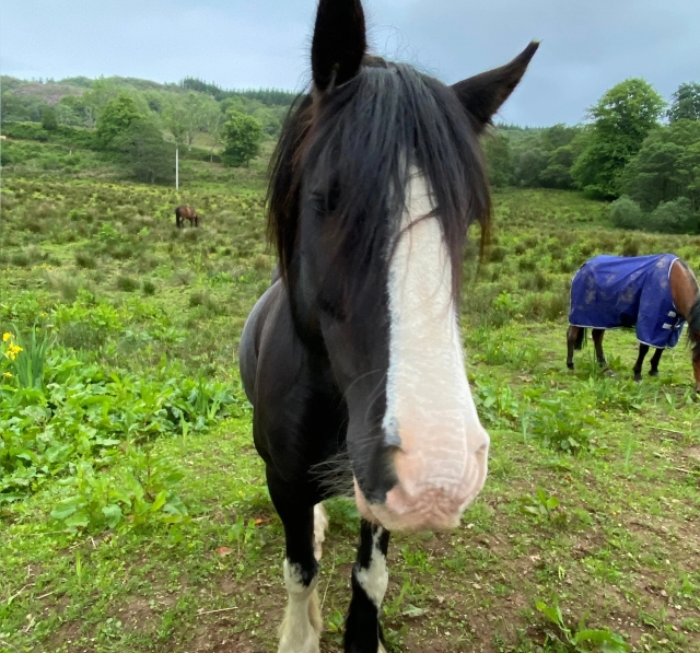  Chevaux sympathiques