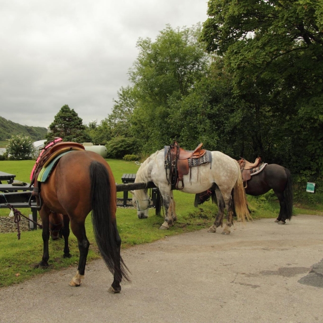 Équitation en Écosse 