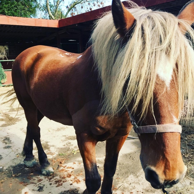 Cavalli adorabili 