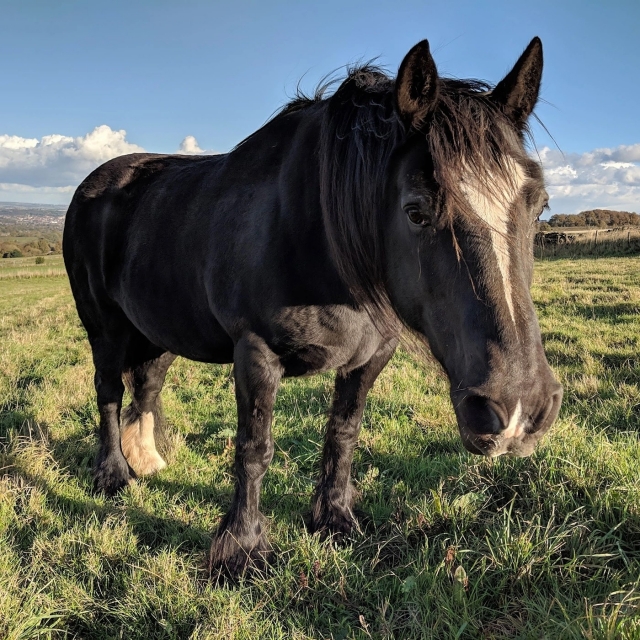 Meet our horses