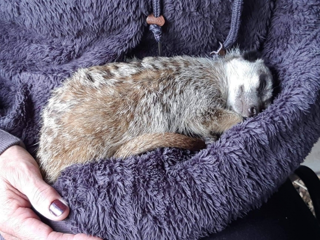 Our meerkat cuddling