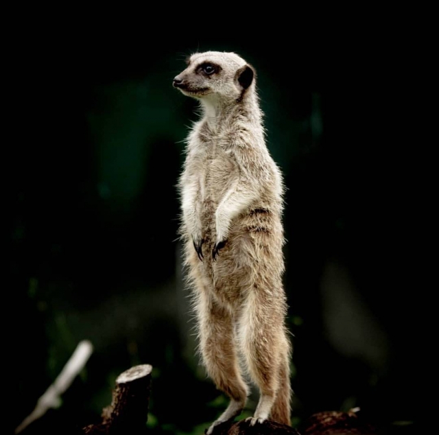 Enjoy our meerkat experience