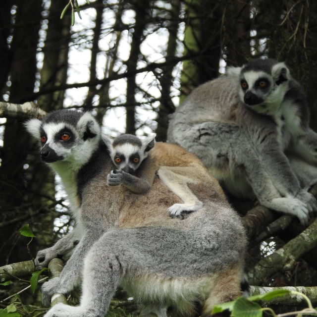 Visit our Lemur