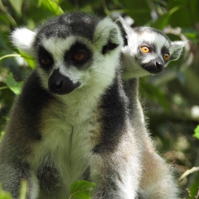 Have an outdoor day at our zoo