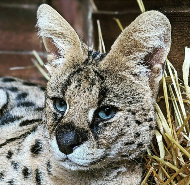 Meet our servals