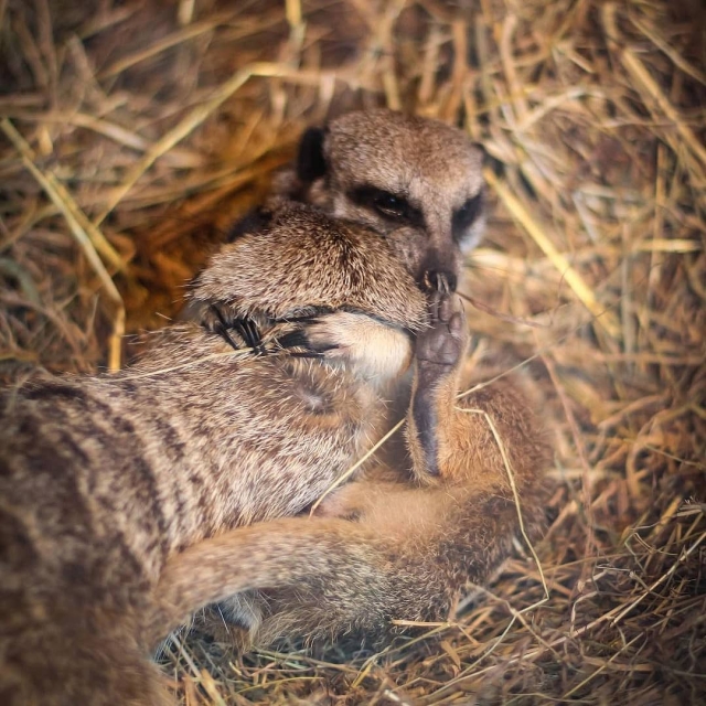 Lovely cuddles