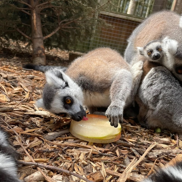  Vieni a dare da mangiare ai nostri lemuri
