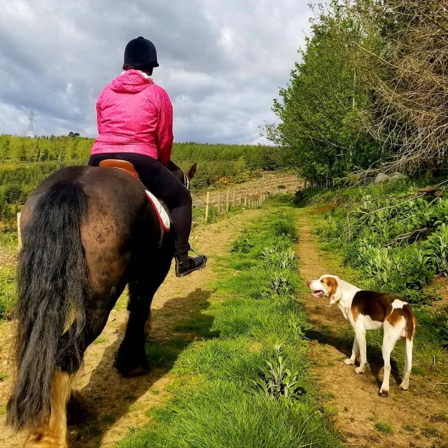  Reitunterricht in Irland