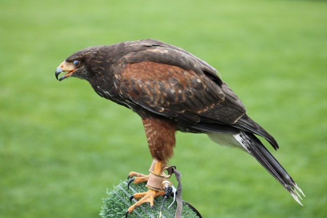  Nuestras aves son espectaculares 