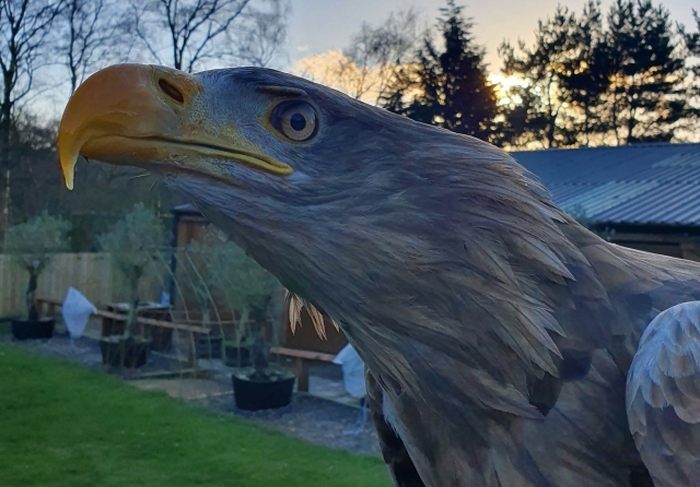  Unsere Vögel sind atemberaubend 