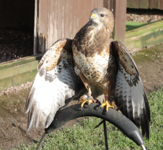 Fun raptor encounter