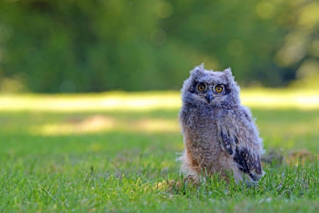 Our owls are so beautiful